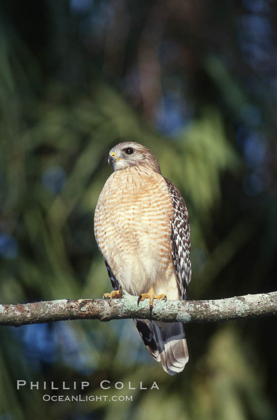 Unidentified bird. Homosassa River, Florida, USA, natural history stock photograph, photo id 05848