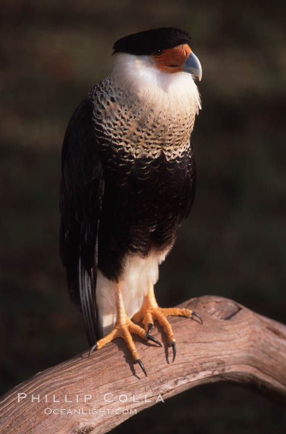 Unidentified bird. Homosassa River, Florida, USA, natural history stock photograph, photo id 05851