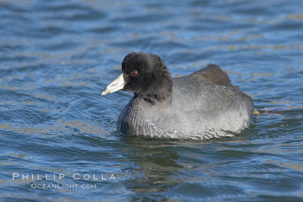 Unidentified bird. Bolsa Chica State Ecological Reserve, Huntington Beach, California, USA, natural history stock photograph, photo id 19915