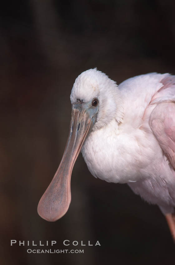 Unidentified bird. Homosassa River, Florida, USA, natural history stock photograph, photo id 05849