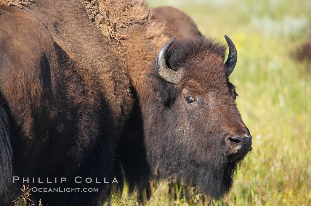 Bison. Grand Teton National Park, Wyoming, USA, Bison bison, natural history stock photograph, photo id 13010