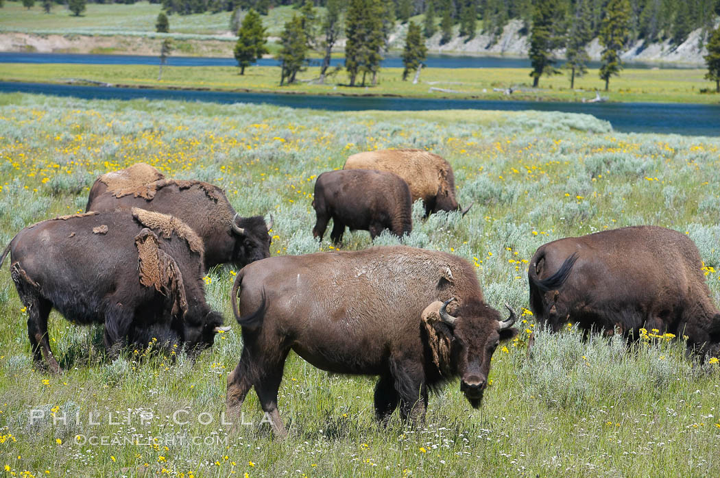 The Hayden herd of bison grazes near the Yellowstone River. Hayden Valley, Yellowstone National Park, Wyoming, USA, Bison bison, natural history stock photograph, photo id 13138