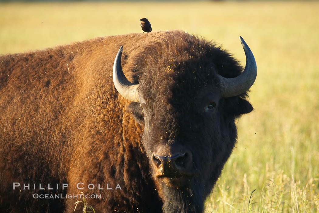 Bison. Grand Teton National Park, Wyoming, USA, Bison bison, natural history stock photograph, photo id 13012