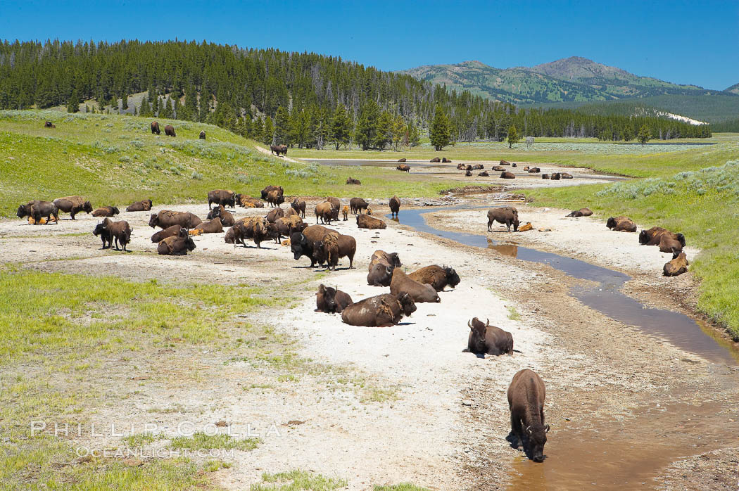 Bison rest in a dry stream bed. Hayden Valley, Yellowstone National Park, Wyoming, USA, Bison bison, natural history stock photograph, photo id 13128