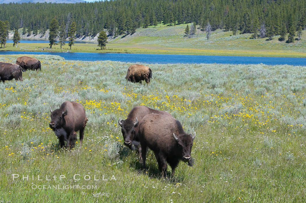 The Hayden herd of bison grazes near the Yellowstone River. Hayden Valley, Yellowstone National Park, Wyoming, USA, Bison bison, natural history stock photograph, photo id 13136