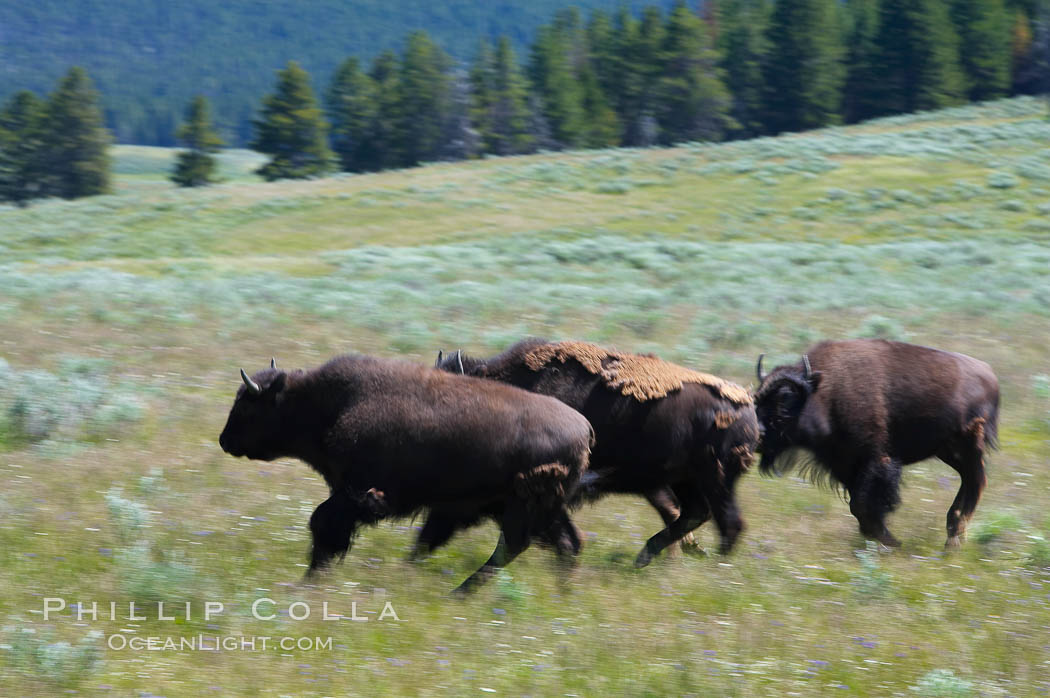 Juvenile bison running. Hayden Valley, Yellowstone National Park, Wyoming, USA, Bison bison, natural history stock photograph, photo id 13135