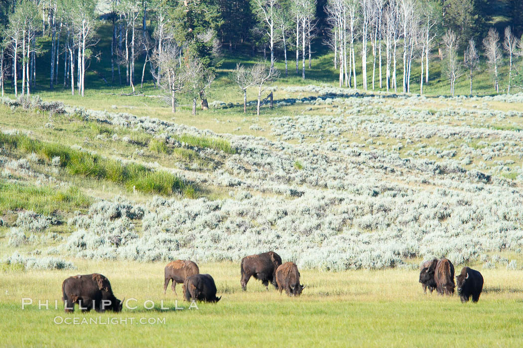 The Lamar herd of bison grazing. Lamar Valley, Yellowstone National Park, Wyoming, USA, Bison bison, natural history stock photograph, photo id 13129