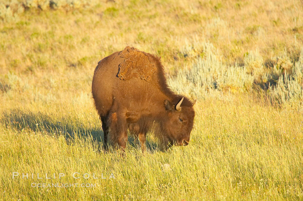 A lone bison grazing. Lamar Valley, Yellowstone National Park, Wyoming, USA, Bison bison, natural history stock photograph, photo id 13133