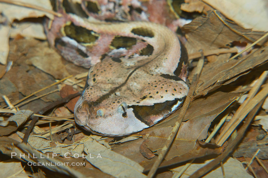 African gaboon viper camouflage blends into the leaves of the forest floor.  This heavy-bodied snake is one of the largest vipers, reaching lengths of 4-6 feet (1.5-2m).  It is nocturnal, living in rain forests in central Africa.  Its fangs are nearly 2 inches (5cm) long., Bitis gabonica, natural history stock photograph, photo id 12577