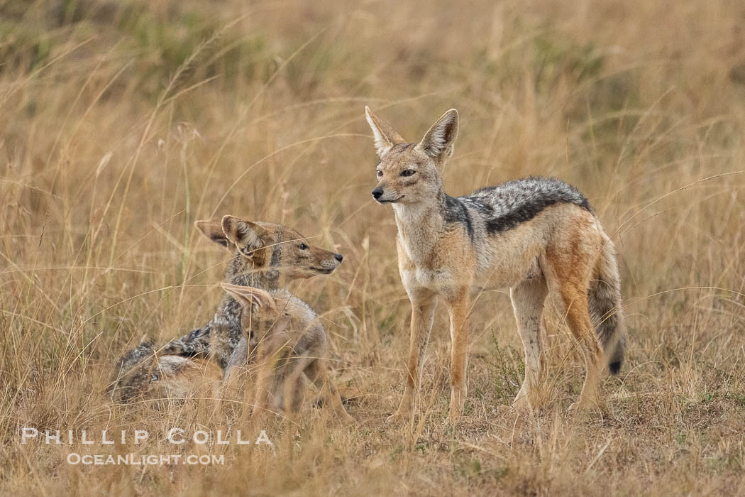 Black-Backed Jackal Adult and Kits, Canis mesomelas, Greater Masai Mara, Kenya. Mara North Conservancy, Canis mesomelas, natural history stock photograph, photo id 39759