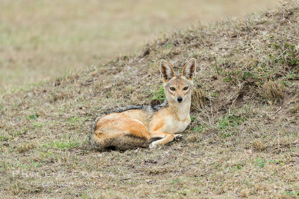 Black-backed jackal, Maasai Mara, Kenya. Olare Orok Conservancy, Canis mesomelas, natural history stock photograph, photo id 29992