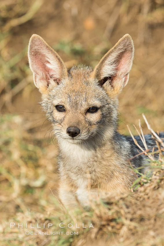 Black-backed jackal pup, Maasai Mara, Kenya. Olare Orok Conservancy, Canis mesomelas, natural history stock photograph, photo id 30070