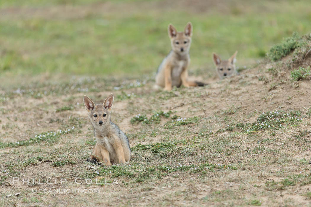 Black-backed jackal pups, Maasai Mara, Kenya. Olare Orok Conservancy, Canis mesomelas, natural history stock photograph, photo id 29991