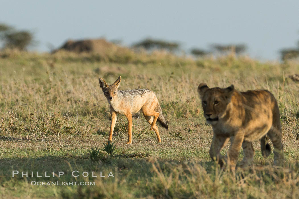 Black-backed jackal watches lion cub, Olare Orok Conservancy, Kenya., Canis mesomelas, natural history stock photograph, photo id 30130