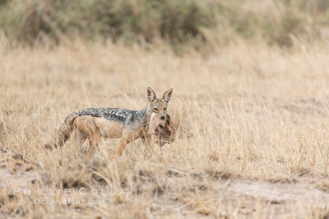 Black-backed jackat with prey. Amboseli National Park, Kenya, Canis mesomelas, natural history stock photograph, photo id 29541