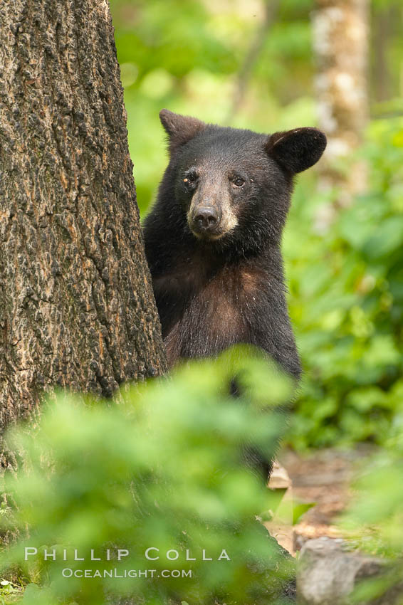 Black bears are expert tree climbers, and are often seen leaning on trees or climbing a little ways up simply to get a better look around their surroundings. Orr, Minnesota, USA, Ursus americanus, natural history stock photograph, photo id 18786