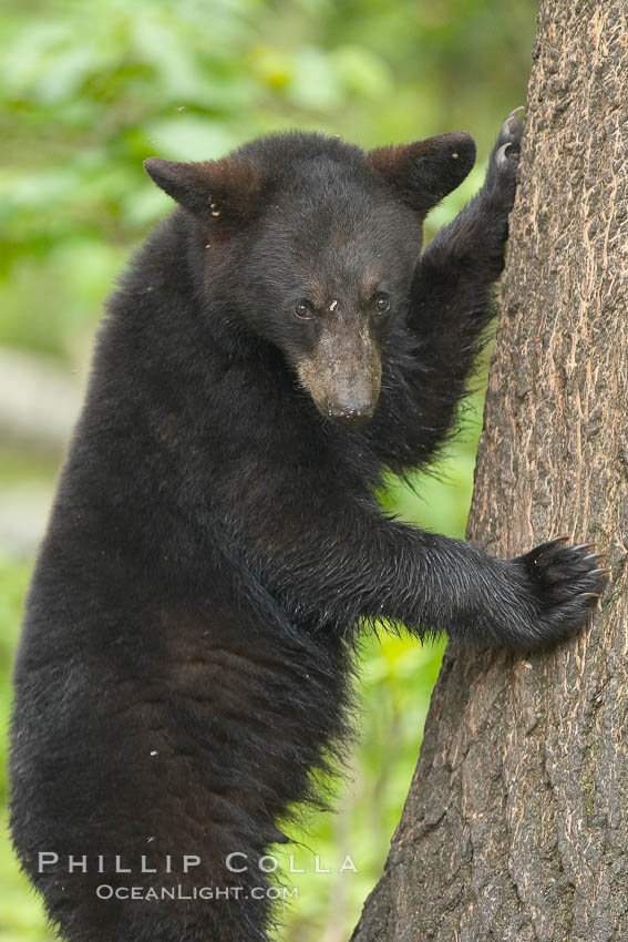 Black bears are expert tree climbers, and are often seen leaning on trees or climbing a little ways up simply to get a better look around their surroundings. Orr, Minnesota, USA, Ursus americanus, natural history stock photograph, photo id 18830