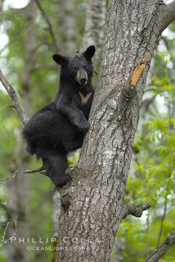 Black bear in a tree.  Black bears are expert tree climbers and will ascend trees if they sense danger or the approach of larger bears, to seek a place to rest, or to get a view of their surroundings. Orr, Minnesota, USA, Ursus americanus, natural history stock photograph, photo id 18874