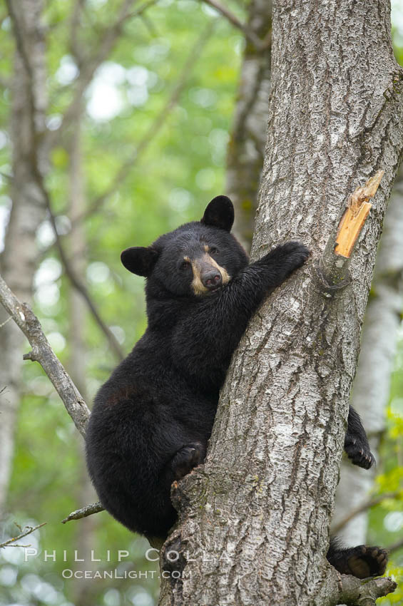 Black bear in a tree.  Black bears are expert tree climbers and will ascend trees if they sense danger or the approach of larger bears, to seek a place to rest, or to get a view of their surroundings. Orr, Minnesota, USA, Ursus americanus, natural history stock photograph, photo id 18886