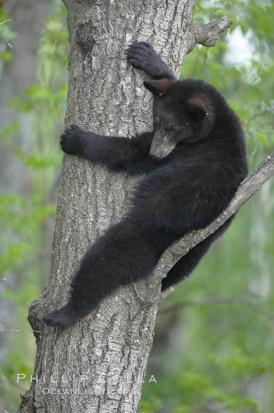 Black bear in a tree.  Black bears are expert tree climbers and will ascend trees if they sense danger or the approach of larger bears, to seek a place to rest, or to get a view of their surroundings. Orr, Minnesota, USA, Ursus americanus, natural history stock photograph, photo id 18902