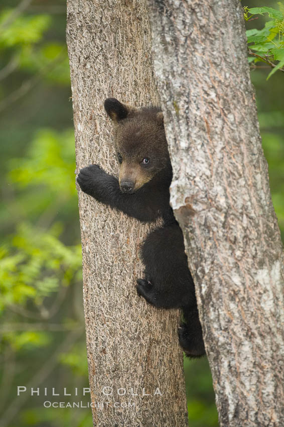 Black bear cub in a tree.  Mother bears will often send their cubs up into the safety of a tree if larger bears (who might seek to injure the cubs) are nearby.  Black bears have sharp claws and, in spite of their size, are expert tree climbers. Orr, Minnesota, USA, Ursus americanus, natural history stock photograph, photo id 18892