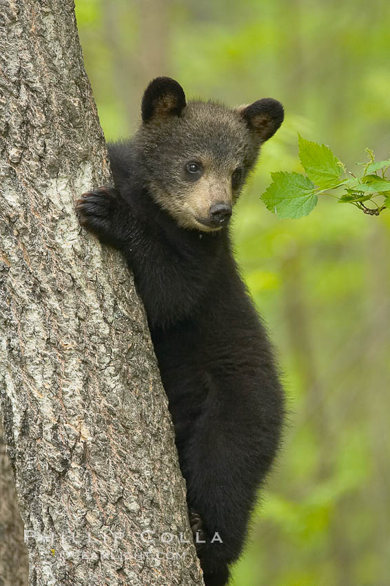 Black bear cub in a tree.  Mother bears will often send their cubs up into the safety of a tree if larger bears (who might seek to injure the cubs) are nearby.  Black bears have sharp claws and, in spite of their size, are expert tree climbers., Ursus americanus, natural history stock photograph, photo id 18936