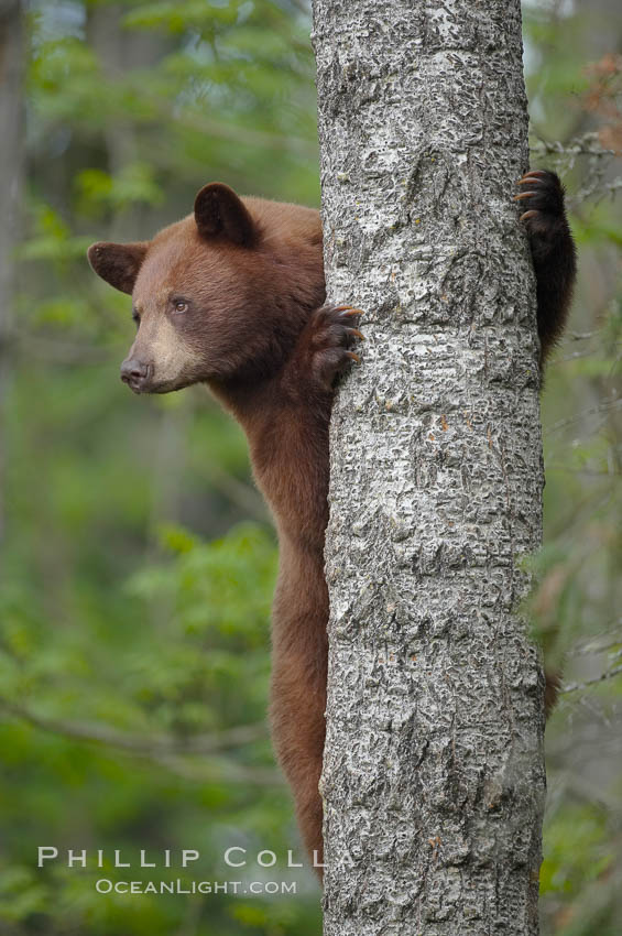 Black bear in a tree.  Black bears are expert tree climbers and will ascend trees if they sense danger or the approach of larger bears, to seek a place to rest, or to get a view of their surroundings. Orr, Minnesota, USA, Ursus americanus, natural history stock photograph, photo id 18747