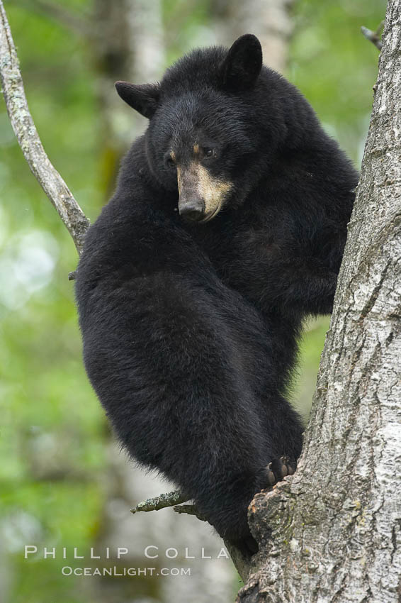 Black bear in a tree.  Black bears are expert tree climbers and will ascend trees if they sense danger or the approach of larger bears, to seek a place to rest, or to get a view of their surroundings. Orr, Minnesota, USA, Ursus americanus, natural history stock photograph, photo id 18755