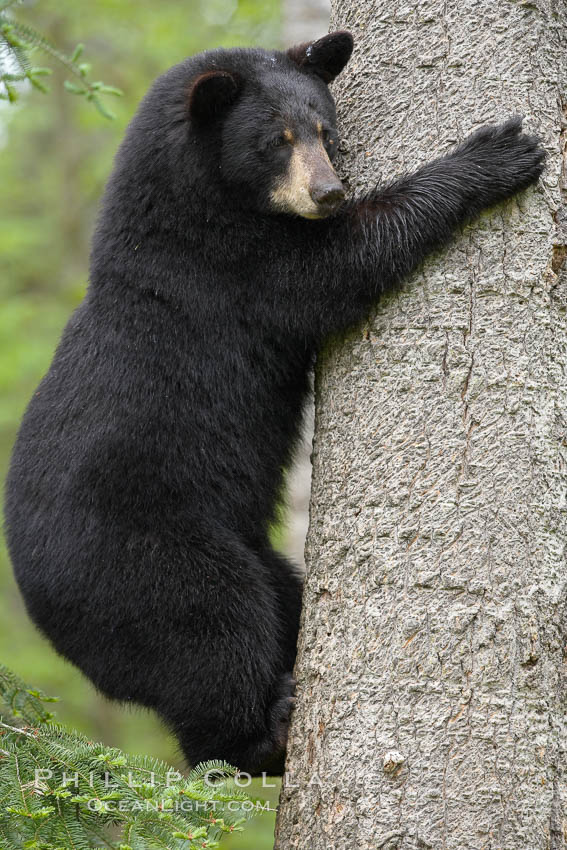 Black bear in a tree.  Black bears are expert tree climbers and will ascend trees if they sense danger or the approach of larger bears, to seek a place to rest, or to get a view of their surroundings. Orr, Minnesota, USA, Ursus americanus, natural history stock photograph, photo id 18767