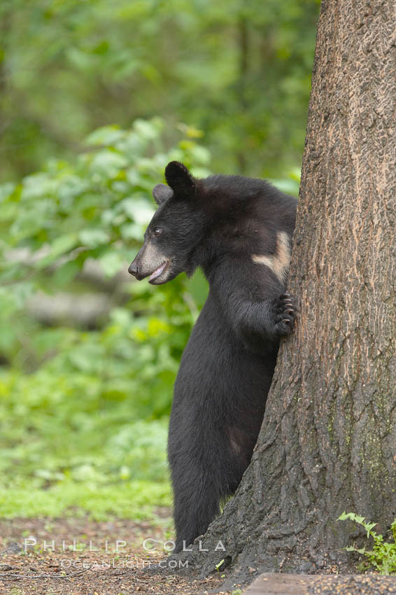 Black bears are expert tree climbers, and are often seen leaning on trees or climbing a little ways up simply to get a better look around their surroundings. Orr, Minnesota, USA, Ursus americanus, natural history stock photograph, photo id 18827