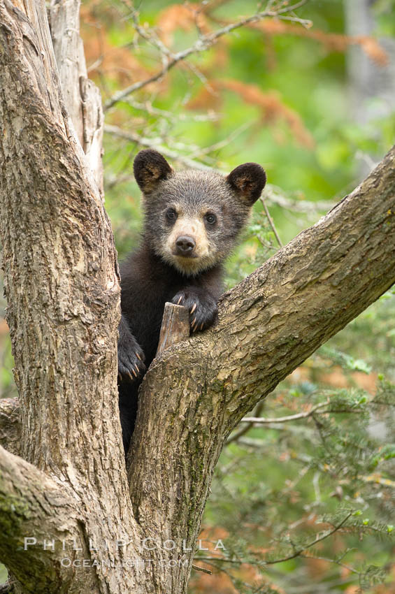 Black bear cub in a tree.  Mother bears will often send their cubs up into the safety of a tree if larger bears (who might seek to injure the cubs) are nearby.  Black bears have sharp claws and, in spite of their size, are expert tree climbers. Orr, Minnesota, USA, Ursus americanus, natural history stock photograph, photo id 18891