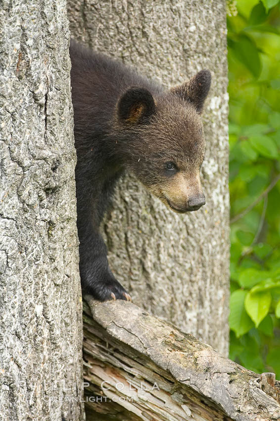 Black bear cub in a tree.  Mother bears will often send their cubs up into the safety of a tree if larger bears (who might seek to injure the cubs) are nearby.  Black bears have sharp claws and, in spite of their size, are expert tree climbers., Ursus americanus, natural history stock photograph, photo id 18895