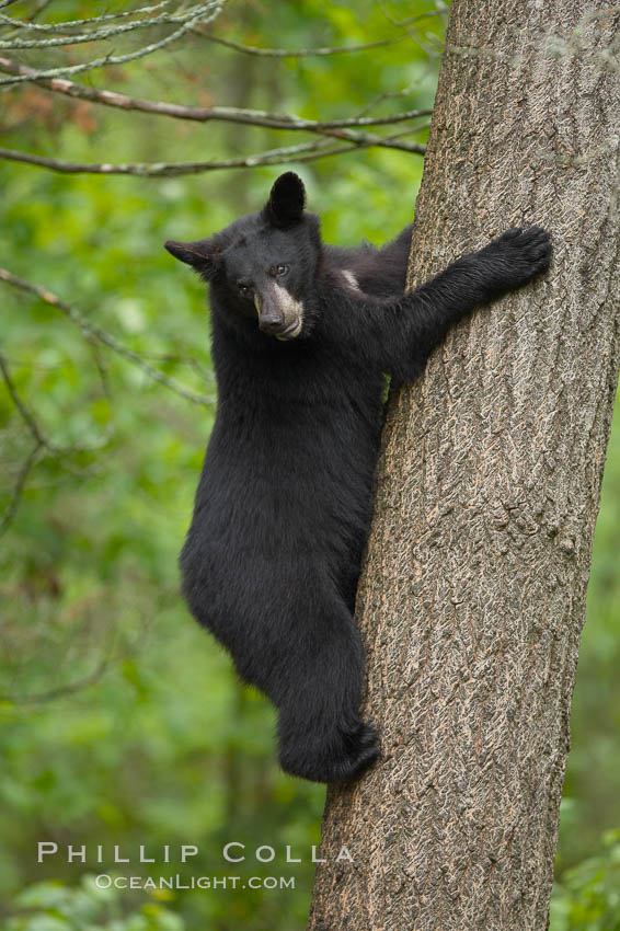 Black bear in a tree.  Black bears are expert tree climbers and will ascend trees if they sense danger or the approach of larger bears, to seek a place to rest, or to get a view of their surroundings. Orr, Minnesota, USA, Ursus americanus, natural history stock photograph, photo id 18745
