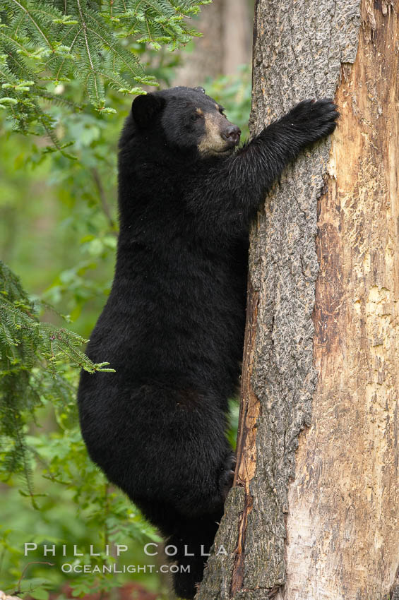 Black bear in a tree.  Black bears are expert tree climbers and will ascend trees if they sense danger or the approach of larger bears, to seek a place to rest, or to get a view of their surroundings. Orr, Minnesota, USA, Ursus americanus, natural history stock photograph, photo id 18873