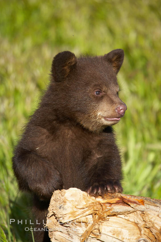 American black bear, male cub., Ursus americanus, natural history stock photograph, photo id 12238