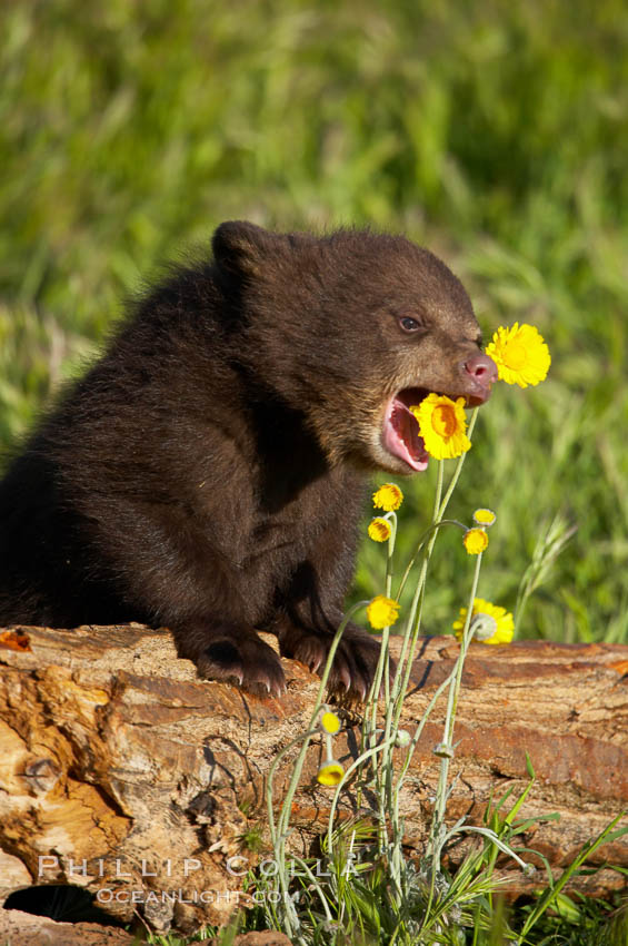 American black bear, male cub., Ursus americanus, natural history stock photograph, photo id 12258