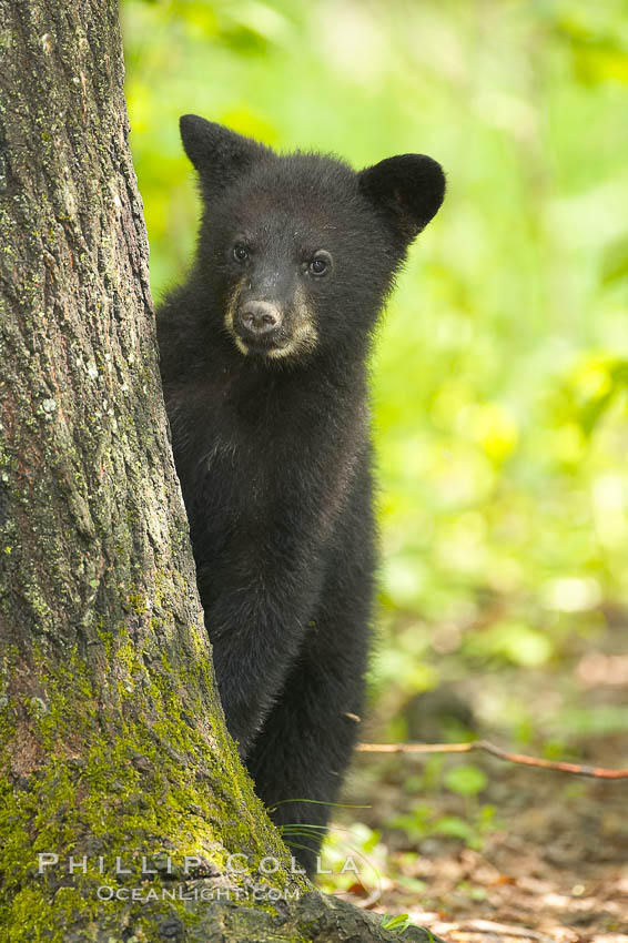 Black bear cub.  Black bear cubs are typically born in January or February, weighing less than one pound at birth.  Cubs are weaned between July and September and remain with their mother until the next winter., Ursus americanus, natural history stock photograph, photo id 18834