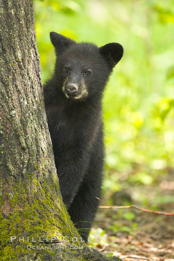 Black bear cub.  Black bear cubs are typically born in January or February, weighing less than one pound at birth.  Cubs are weaned between July and September and remain with their mother until the next winter. Orr, Minnesota, USA, Ursus americanus, natural history stock photograph, photo id 18834