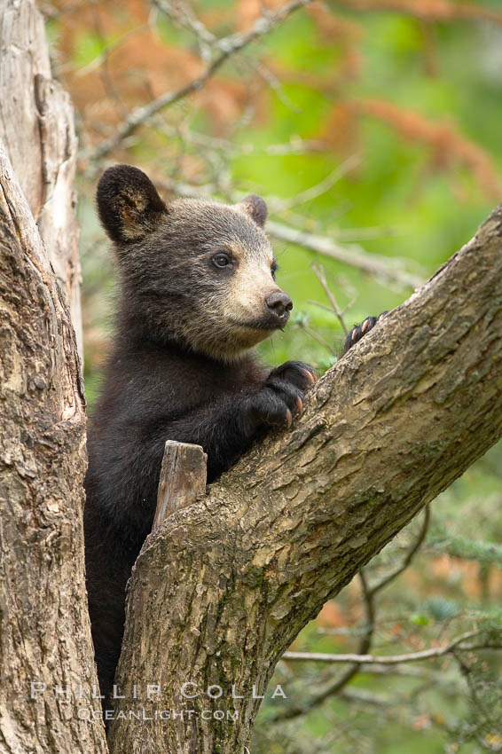 Black bear cub in a tree.  Mother bears will often send their cubs up into the safety of a tree if larger bears (who might seek to injure the cubs) are nearby.  Black bears have sharp claws and, in spite of their size, are expert tree climbers. Orr, Minnesota, USA, Ursus americanus, natural history stock photograph, photo id 18858