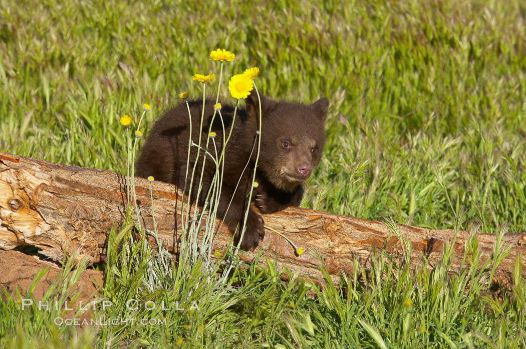 American black bear, male cub., Ursus americanus, natural history stock photograph, photo id 12272