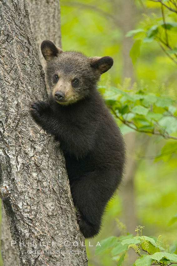 Black bear cub in a tree.  Mother bears will often send their cubs up into the safety of a tree if larger bears (who might seek to injure the cubs) are nearby.  Black bears have sharp claws and, in spite of their size, are expert tree climbers. Orr, Minnesota, USA, Ursus americanus, natural history stock photograph, photo id 18784