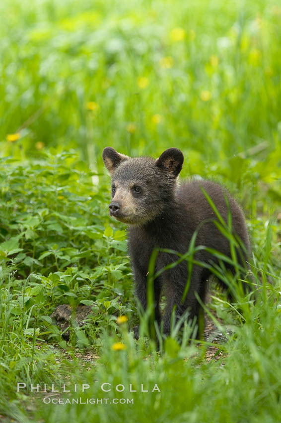 Black bear cub.  Black bear cubs are typically born in January or February, weighing less than one pound at birth.  Cubs are weaned between July and September and remain with their mother until the next winter. Orr, Minnesota, USA, Ursus americanus, natural history stock photograph, photo id 18796
