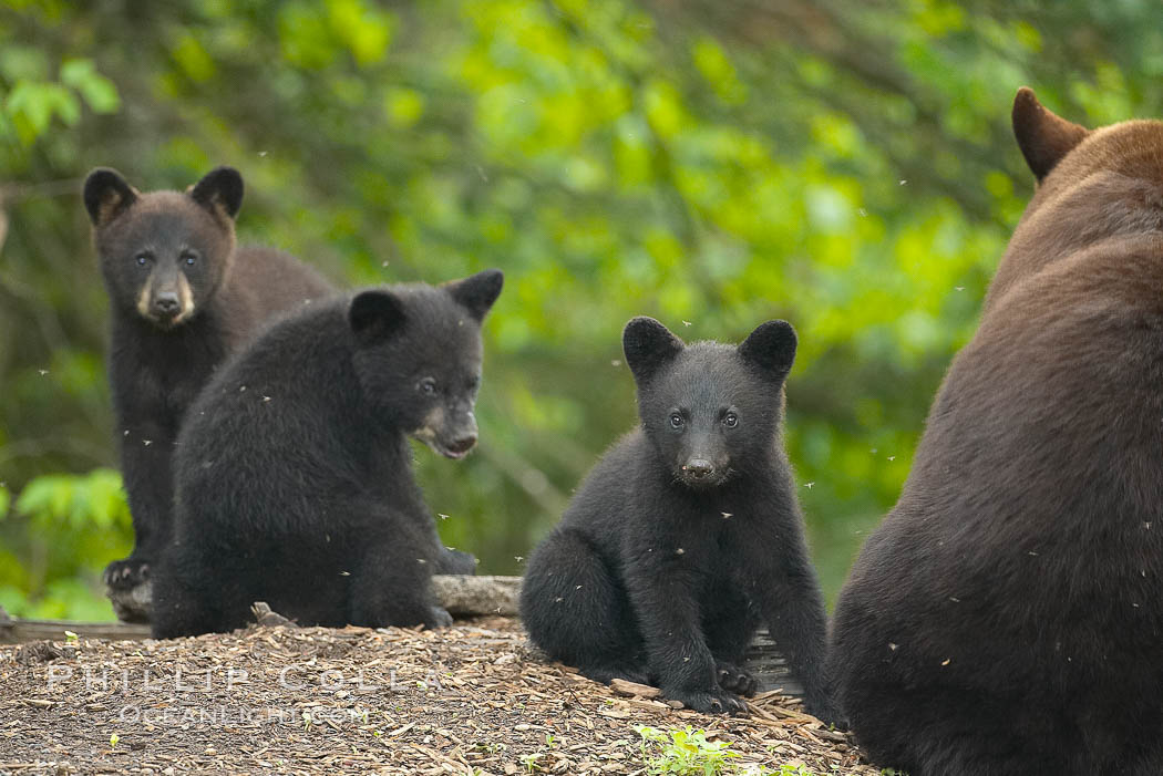 Black bear cub.  Black bear cubs are typically born in January or February, weighing less than one pound at birth.  Cubs are weaned between July and September and remain with their mother until the next winter. Orr, Minnesota, USA, Ursus americanus, natural history stock photograph, photo id 18832