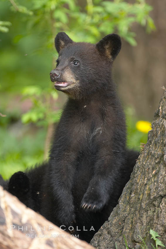 Black bear cub.  Black bear cubs are typically born in January or February, weighing less than one pound at birth.  Cubs are weaned between July and September and remain with their mother until the next winter. Orr, Minnesota, USA, Ursus americanus, natural history stock photograph, photo id 18836