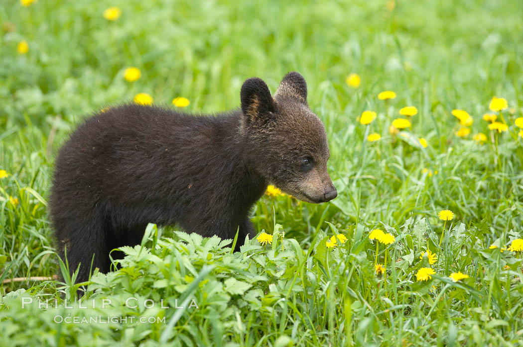 Black bear cub.  Black bear cubs are typically born in January or February, weighing less than one pound at birth.  Cubs are weaned between July and September and remain with their mother until the next winter. Orr, Minnesota, USA, Ursus americanus, natural history stock photograph, photo id 18795