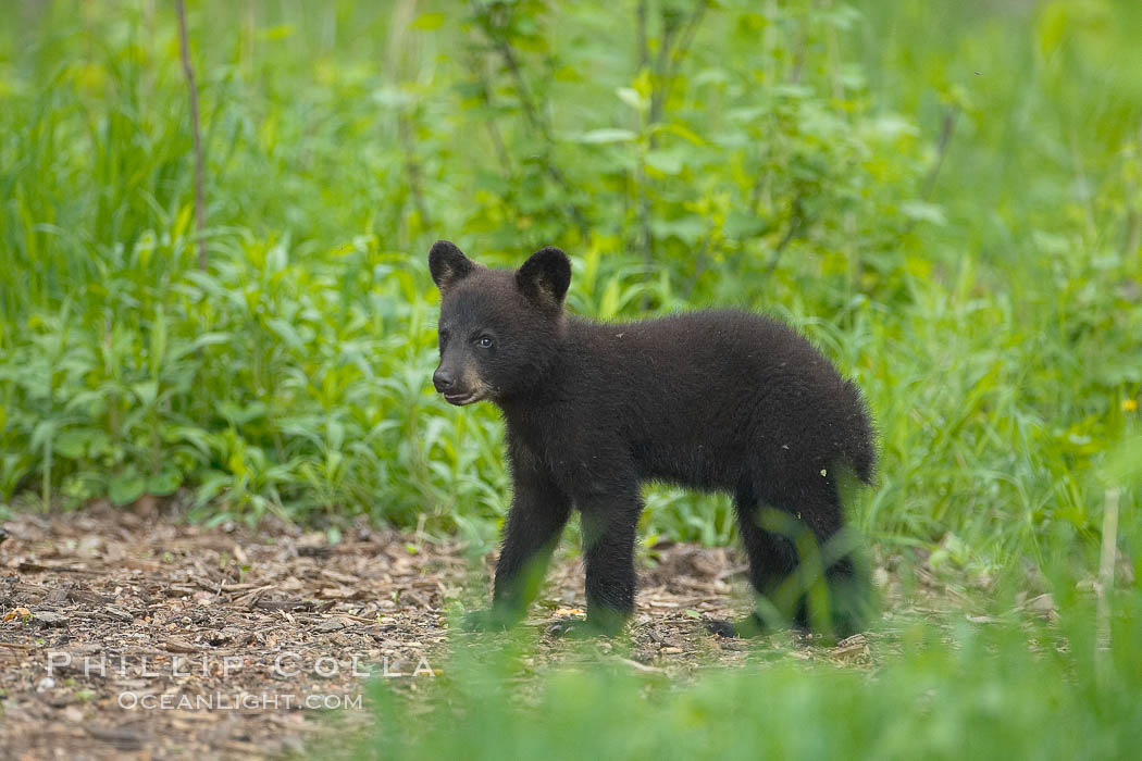 Black bear cub.  Black bear cubs are typically born in January or February, weighing less than one pound at birth.  Cubs are weaned between July and September and remain with their mother until the next winter. Orr, Minnesota, USA, Ursus americanus, natural history stock photograph, photo id 18831