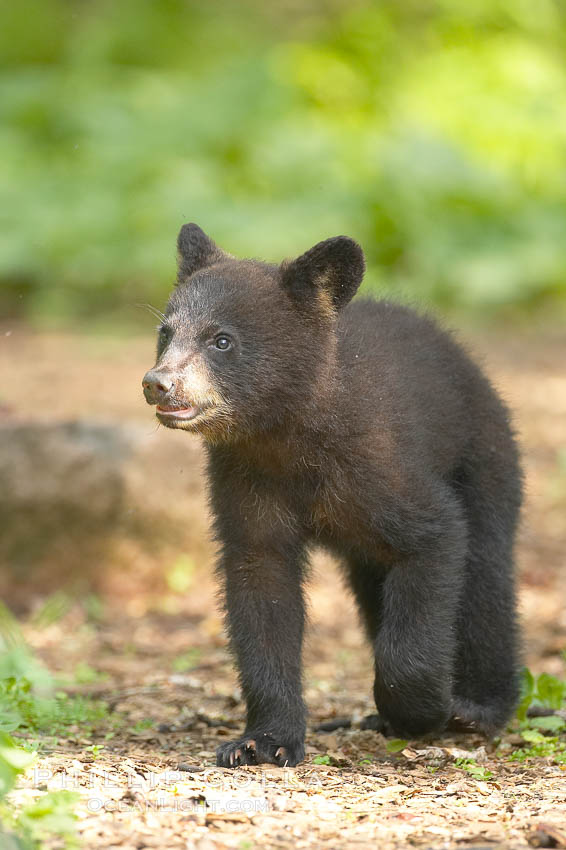 Black bear cub.  Black bear cubs are typically born in January or February, weighing less than one pound at birth.  Cubs are weaned between July and September and remain with their mother until the next winter. Orr, Minnesota, USA, Ursus americanus, natural history stock photograph, photo id 18835
