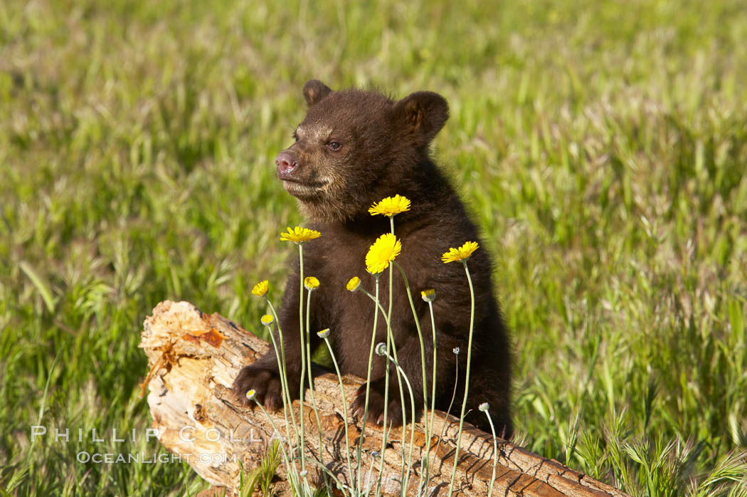 American black bear, male cub., Ursus americanus, natural history stock photograph, photo id 12245