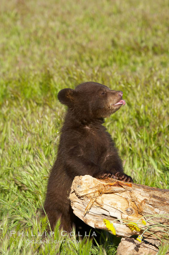 American black bear, male cub., Ursus americanus, natural history stock photograph, photo id 12257