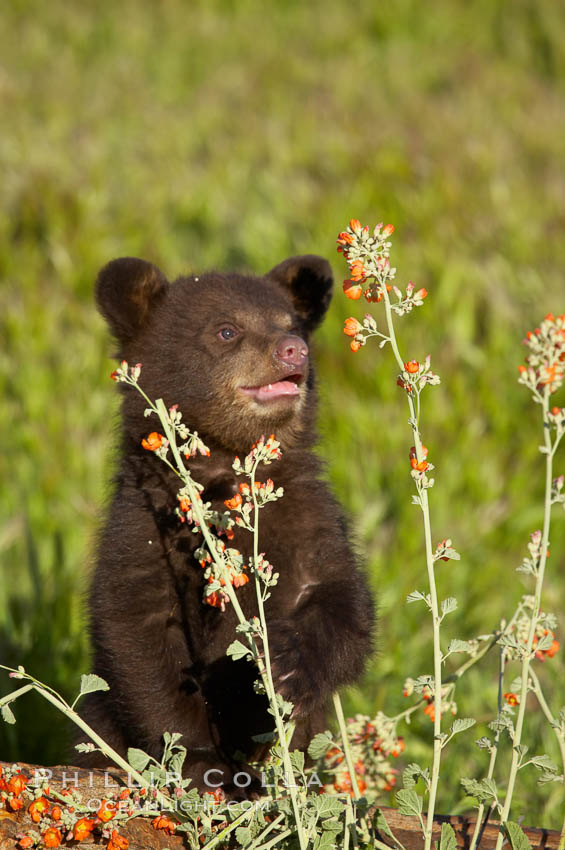 American black bear, male cub., Ursus americanus, natural history stock photograph, photo id 12265